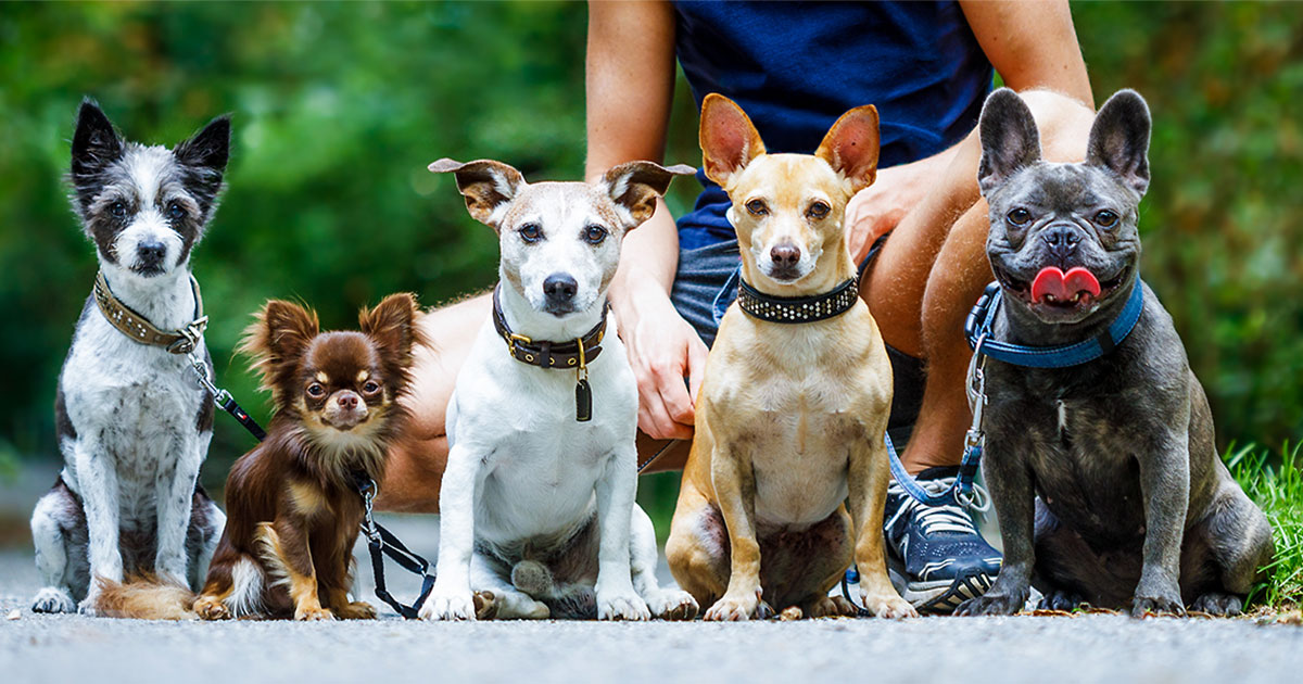 mixed breed dogs